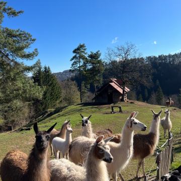 Lama Eko Kmetija