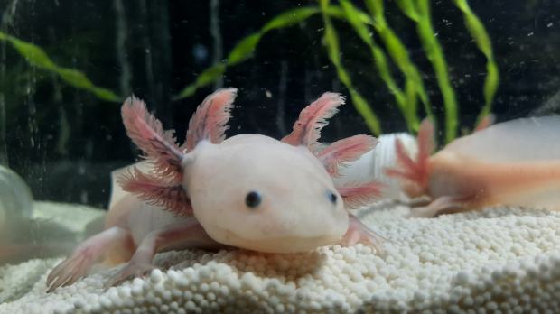 Mehiški aksolotl (axolotl)