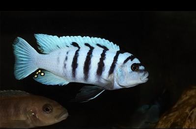 Cynotilapia Afra White – Malawi