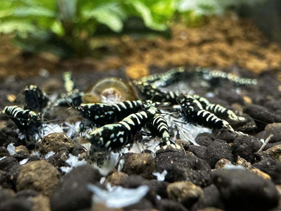 Kozice - Shrimps - Akvarij - Akvaristika - Amano