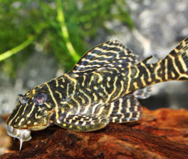 Pleco L340