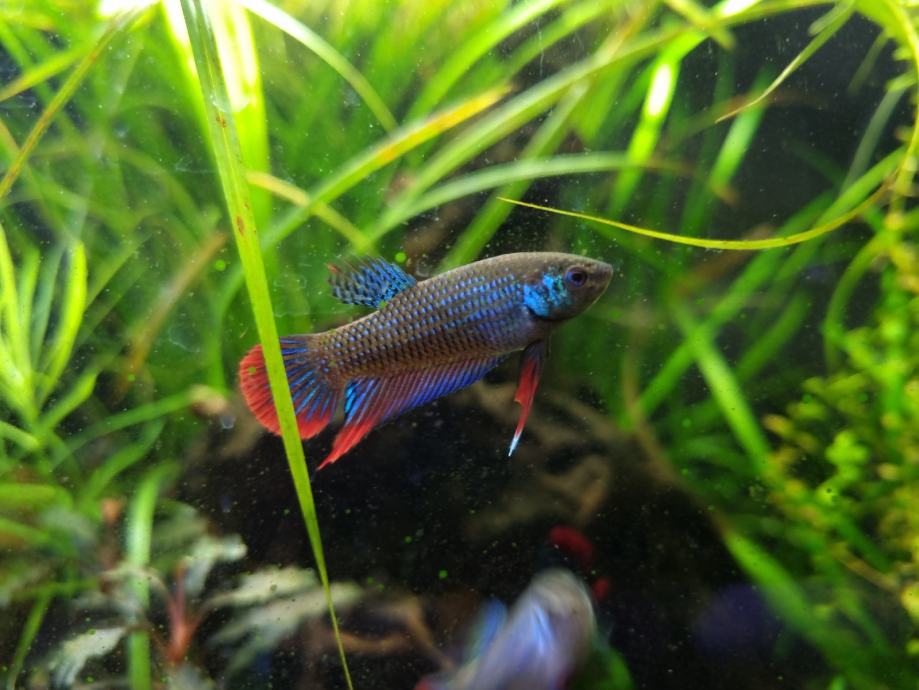 betta imbellis