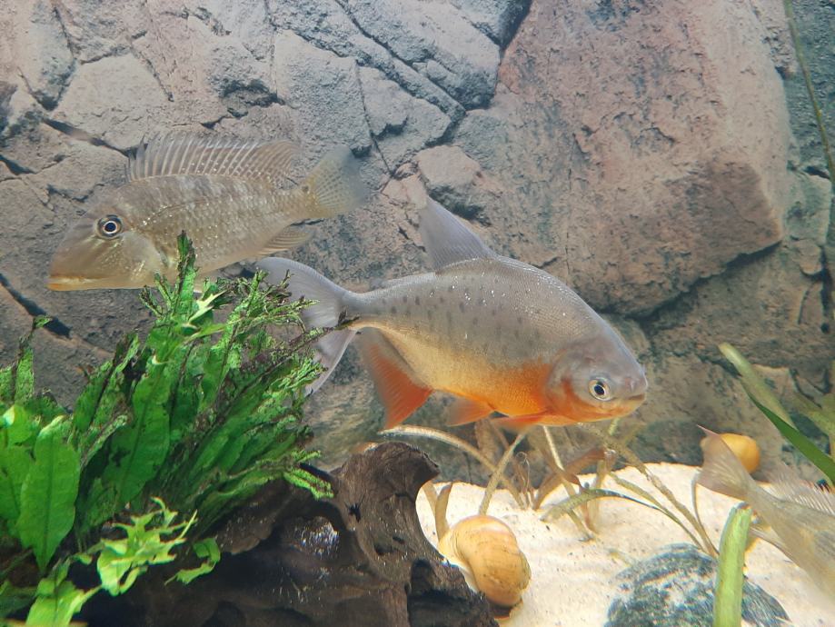 PACU (Piaractus brachypomus)