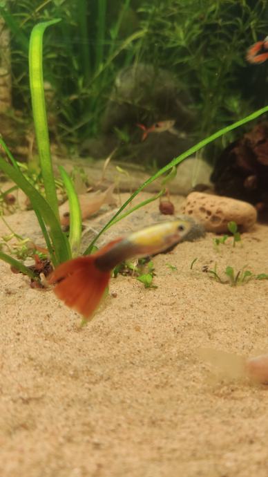 Red tuxedo/endler guppy mladiči