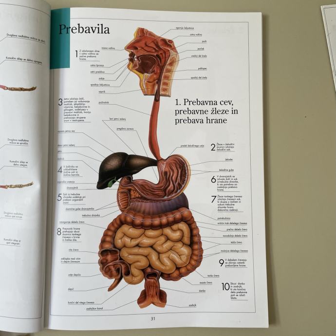 Anatomski atlas