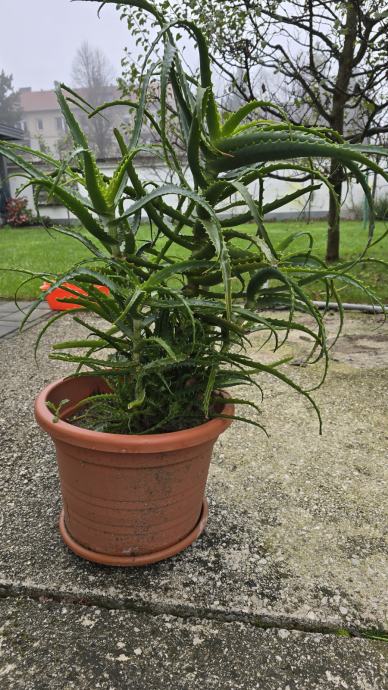 Aloe Vera Arborescens