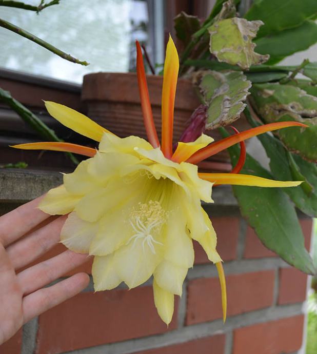 Kaktusi epifili (orhideja kakteje / Epiphyllum)