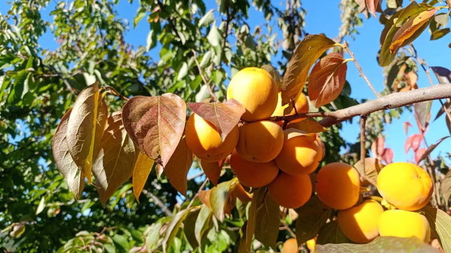 Briški BIO kakiji sorte TIPO DOSTAVA 16. 11.