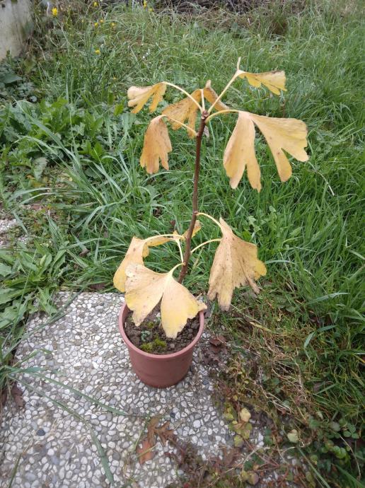 Ginko, sadika