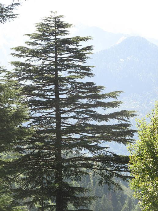 Himalajska cedra (Cedrus deodara), 35 cm