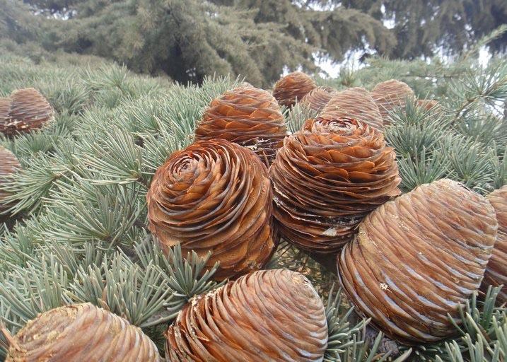 Himalajska cedra (Cedrus deodara)