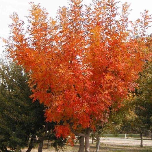 Kitajska pistacija (Pistacia chinensis)