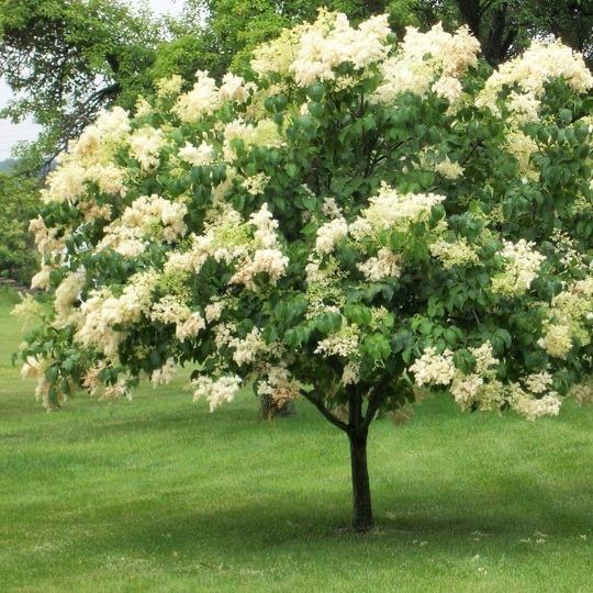 Kitajski majnik (Syringa reticulata "pekinensis"