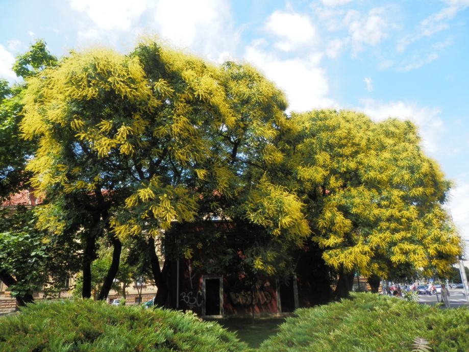 Latnati mehurnik (Koelreuteria paniculata)