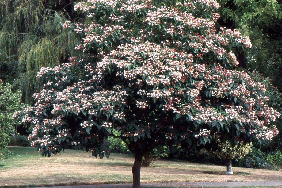 Navadni usodnik (Clerodendrum trichotomum)