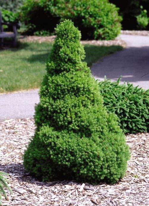 OKRASNO DREVO- Odlična cena (Picea Glauca Conica)