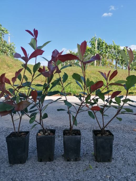 Photinia, Fotinija, Photinija