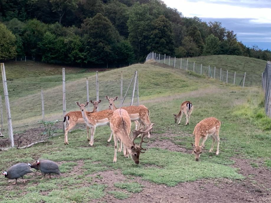 Damjak, košuta, jelen