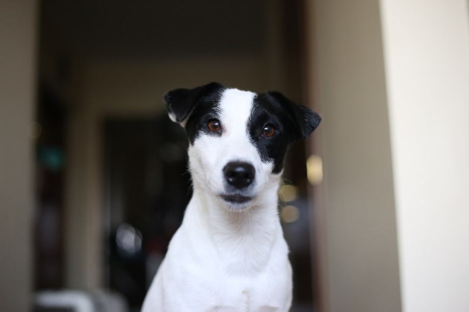 Jack-Russell terrier for stud