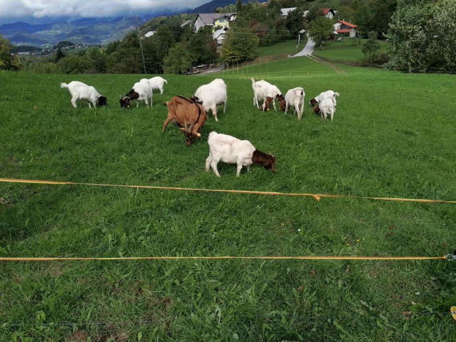 Prodam burske koze in kozliče