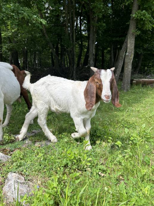 Burski kozlički