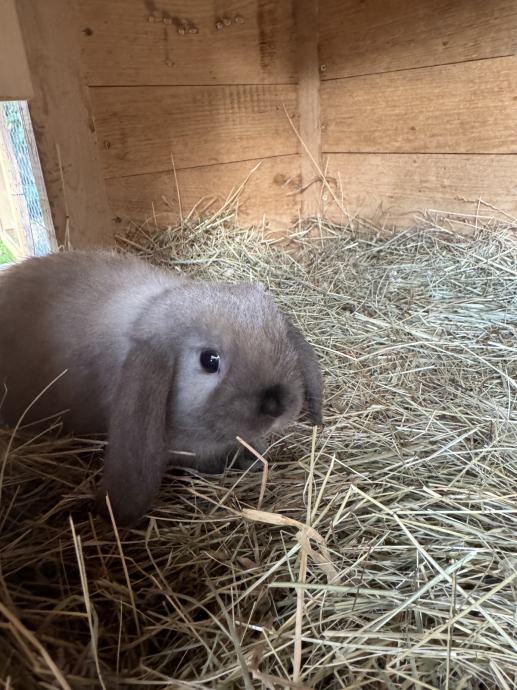 Kunec mini lop