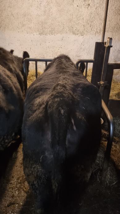 aag kravo Aberdeen angus