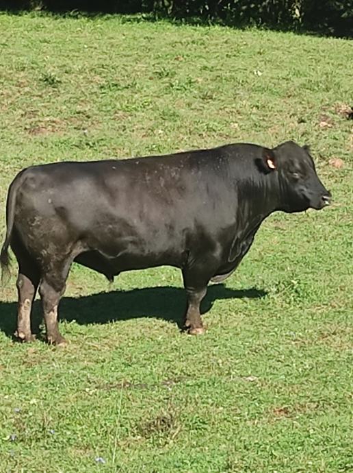 Aberdeen Angus z pedigrejem plemenski bik