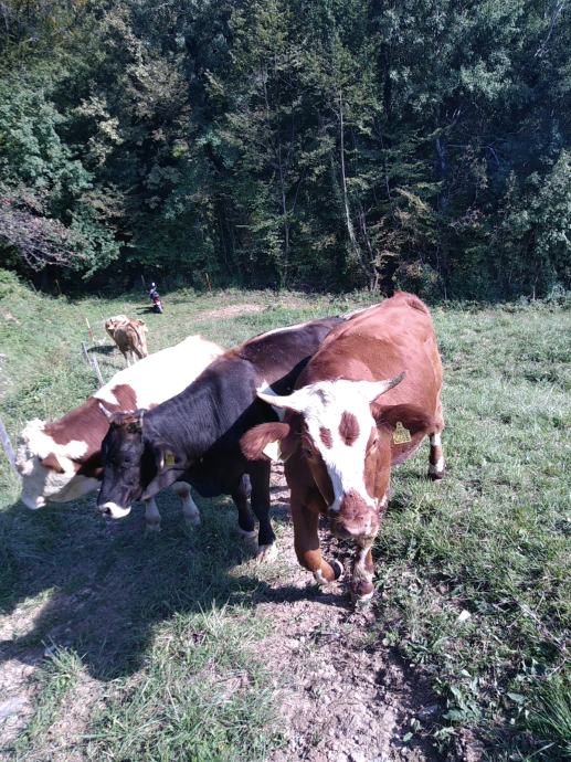 Oplotniška cesta 3a slov konjice