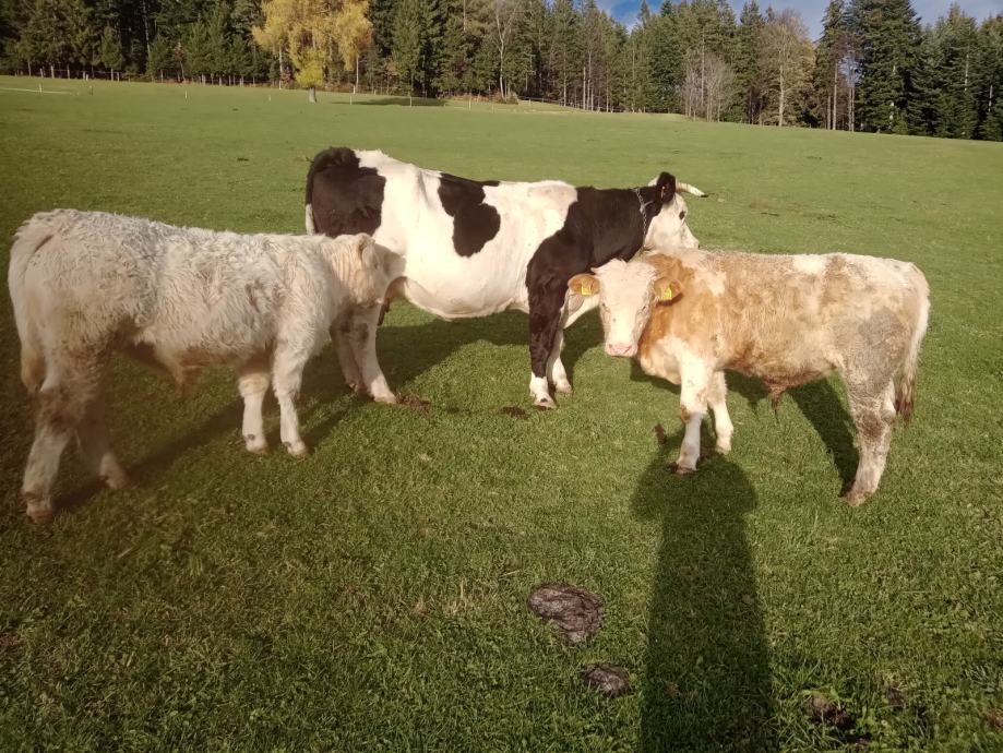 Planina na pohorju