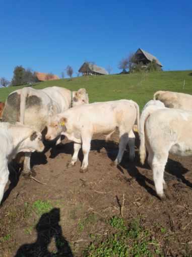 Šarole bikci z pedegreji in republiško številko