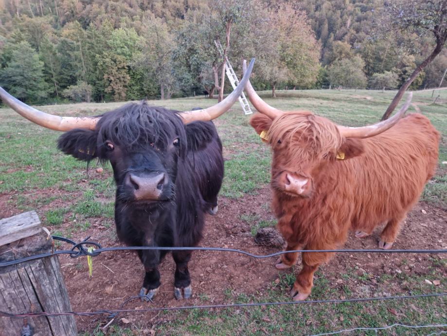 Škotsko govedo in Wagyu