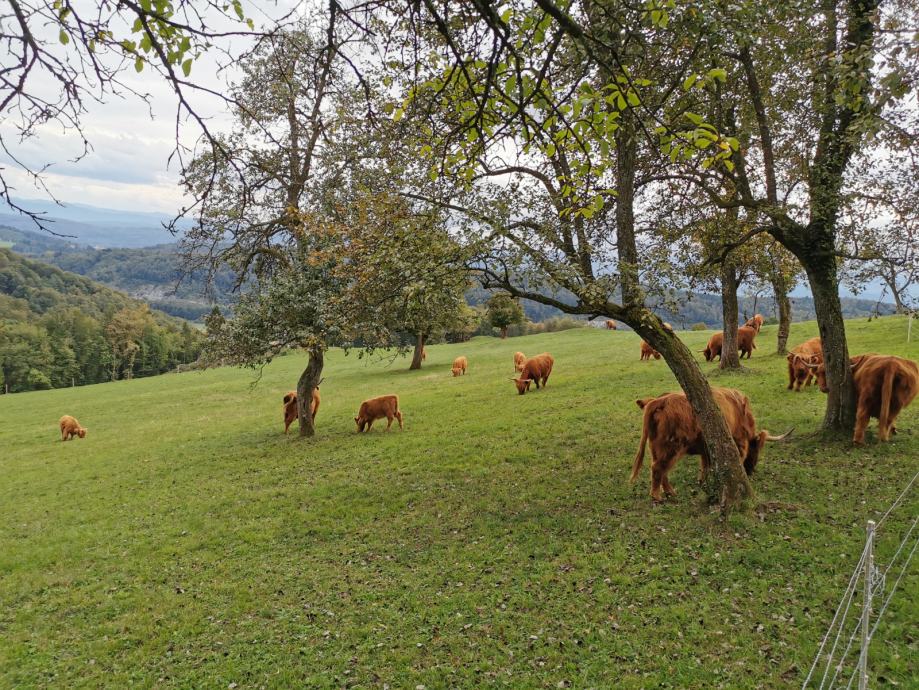 Škotsko govedo telice