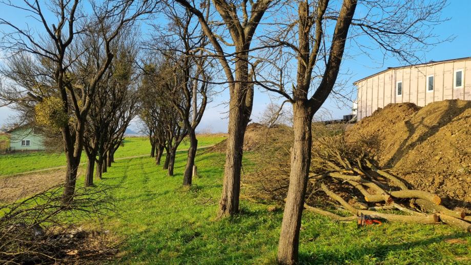 Prodam slivov les na panju.