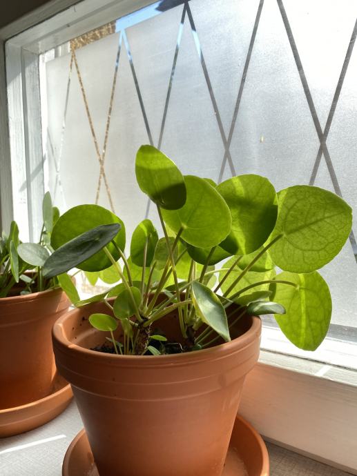 Pileja (Pilea Peperomioides)