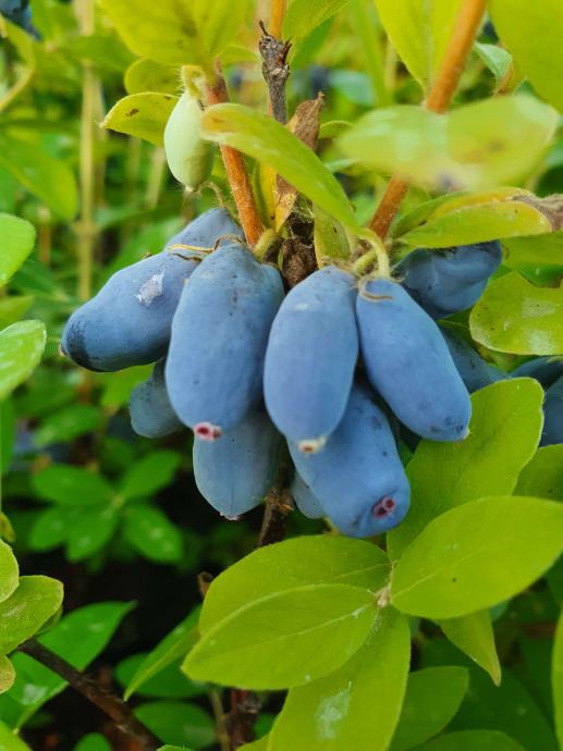 SIBIRSKA BOROVNICA HASKAP JAGODA SORTA NIMFA