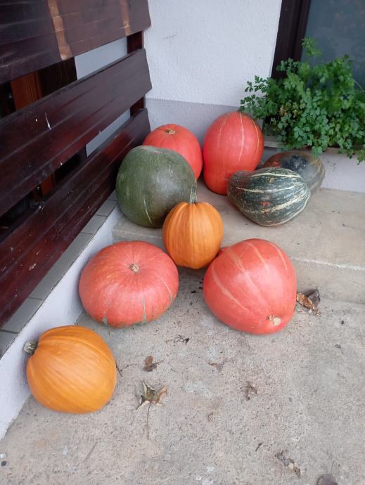 Buče, Hallowen , okrasne