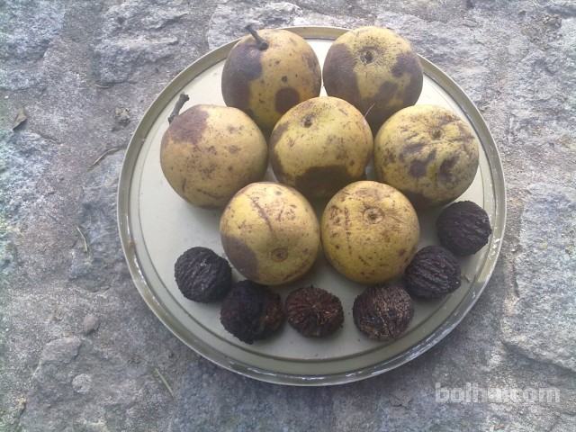 Črni(Ameriški oreh (Juglans nigra)Sadike