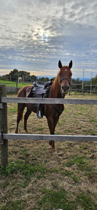 Appaloosa kastrat