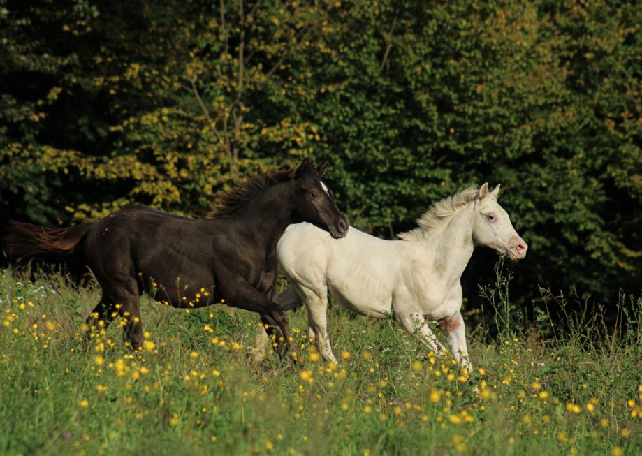 Appaloosa žrebček Sheriff, z rodovnikom