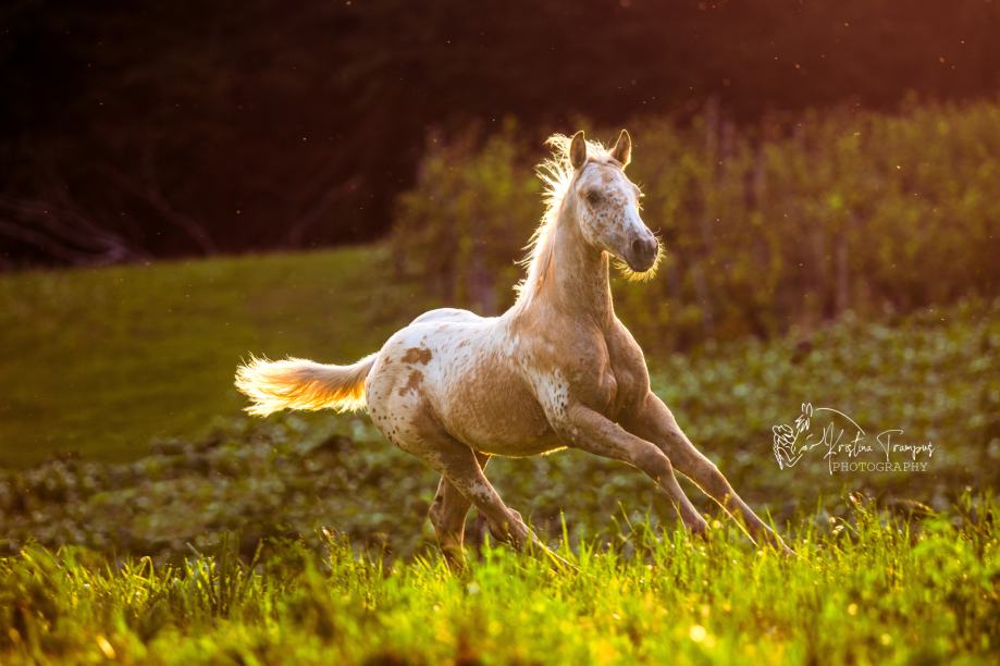 Appaloosa žrebica