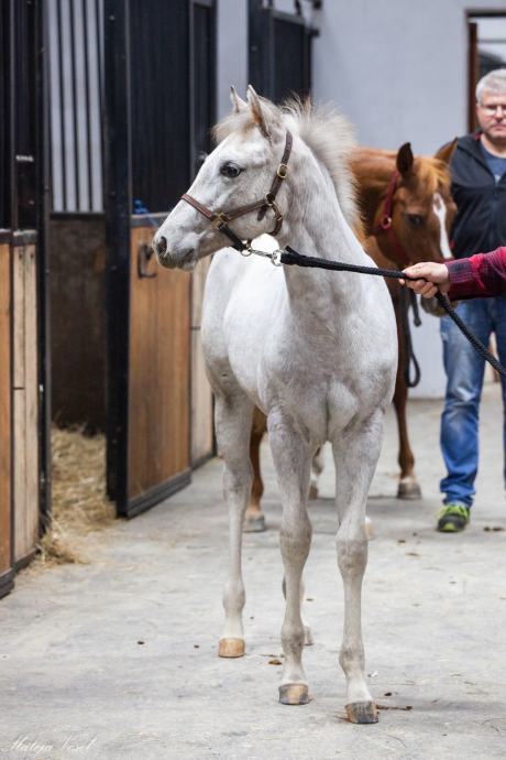 Appaloosa žrebica