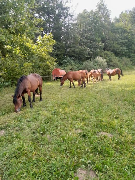 Breje rodovniške posavke z žrebeti