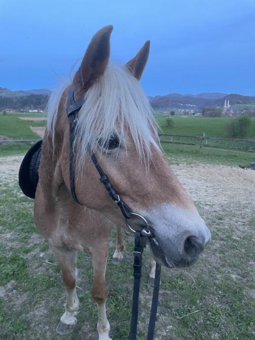 Haflinger Kastrat