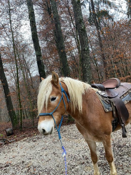 haflinger