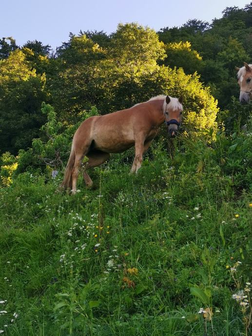 Haflinger