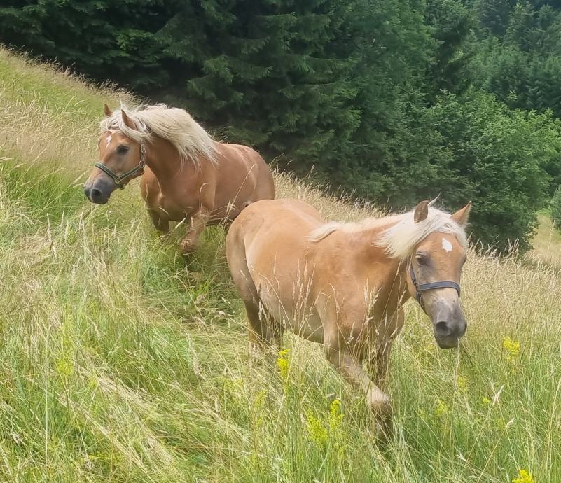 Haflinger žrebica