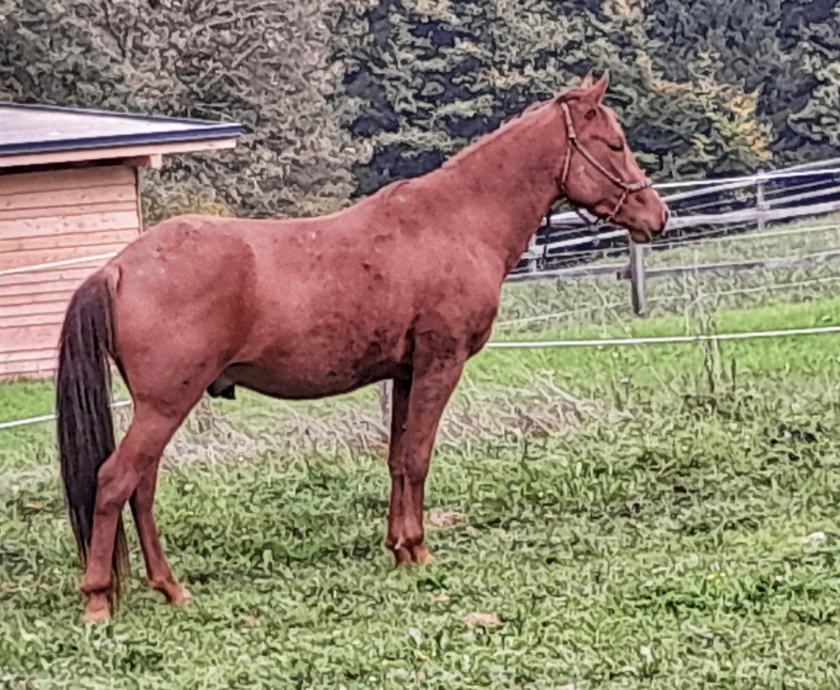 Kastrat akhal teke x arabec