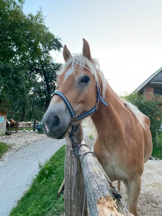 Kastrat haflinger 7 let