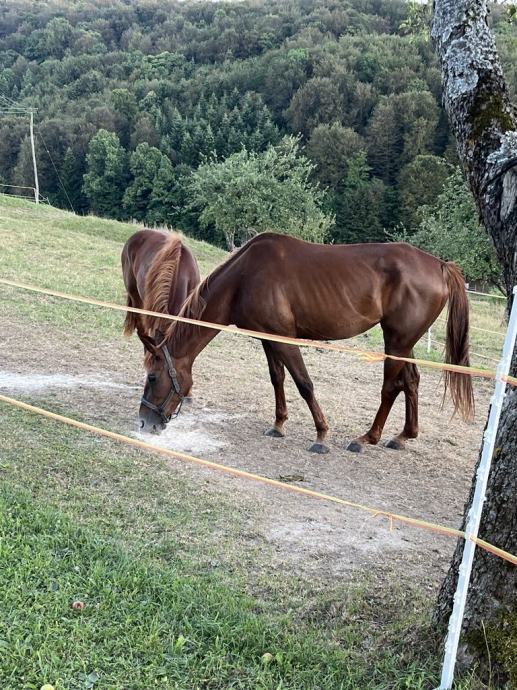 Kobila in Žrebica